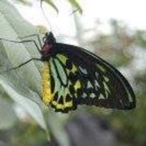 Meet your Posher, Lori - Picture 1 of 1